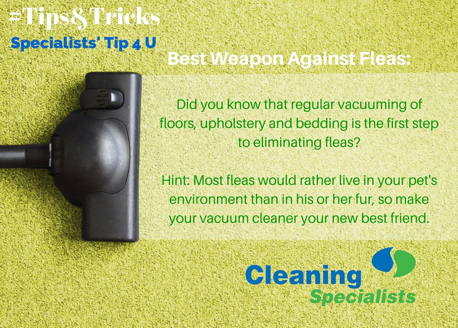 How to get a handle on flea control, once and for all