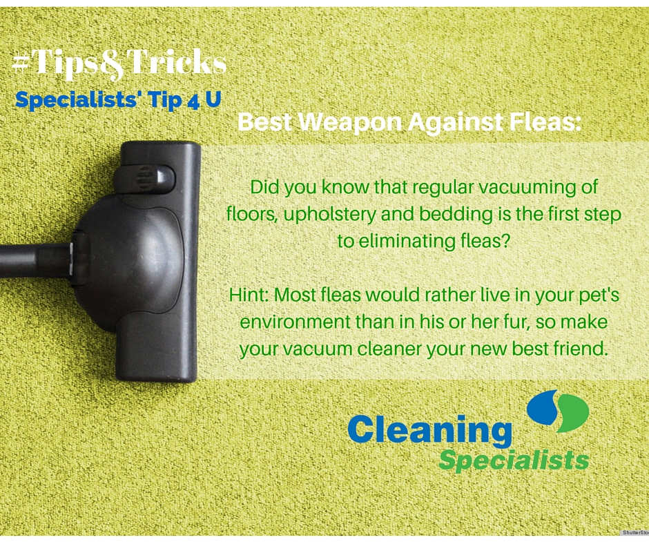 flea control tips