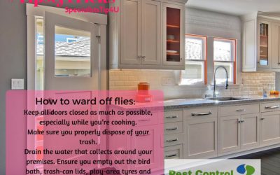 Fly repellent tips to ensure flies don’t bug you this festive season