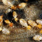 Termite Control