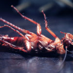 The Specialists - Cockroach