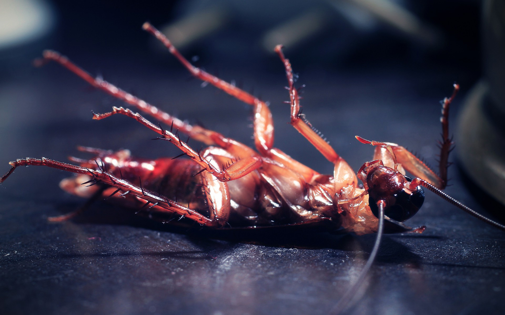 Cockroach-Insect-Wallpaper The Specialists - Cockroach