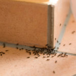The Specialists - When ants Invade guesthouses: tips to avoid unwelcome guests