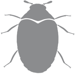 weevil control