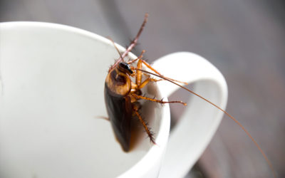 Drought Leads to a Major Increase in Cockroaches