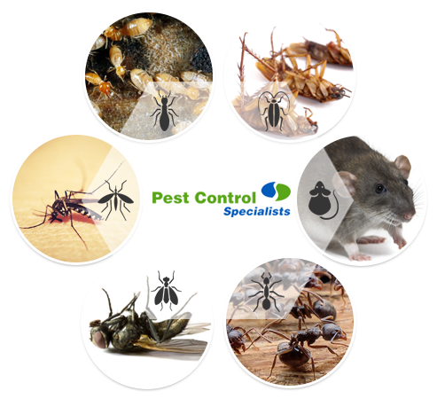 The Specialists - Pest Control