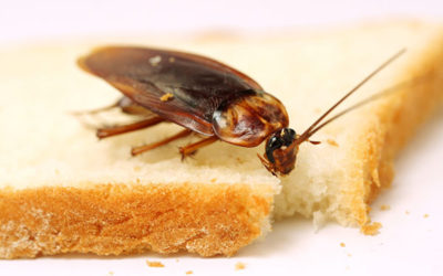 Why you can’t get rid of cockroaches in your restaurant