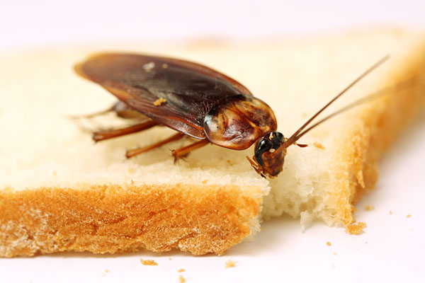The Specialists - Why you can’t get rid of cockroaches in your restaurant
