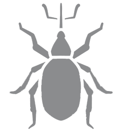 weevil control