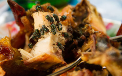 Preventing Foodborne Illnesses through Pest Control