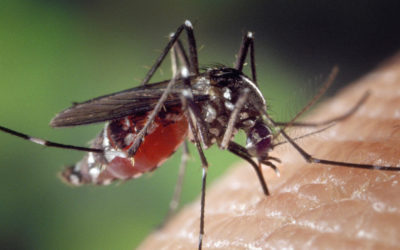 10 Facts You Never Knew About Mosquitoes on Malaria Day