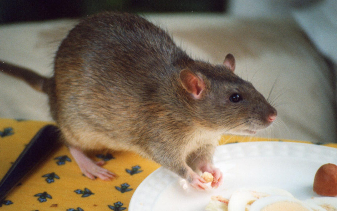 The Rodent Breeding Cycle & How to Stop It