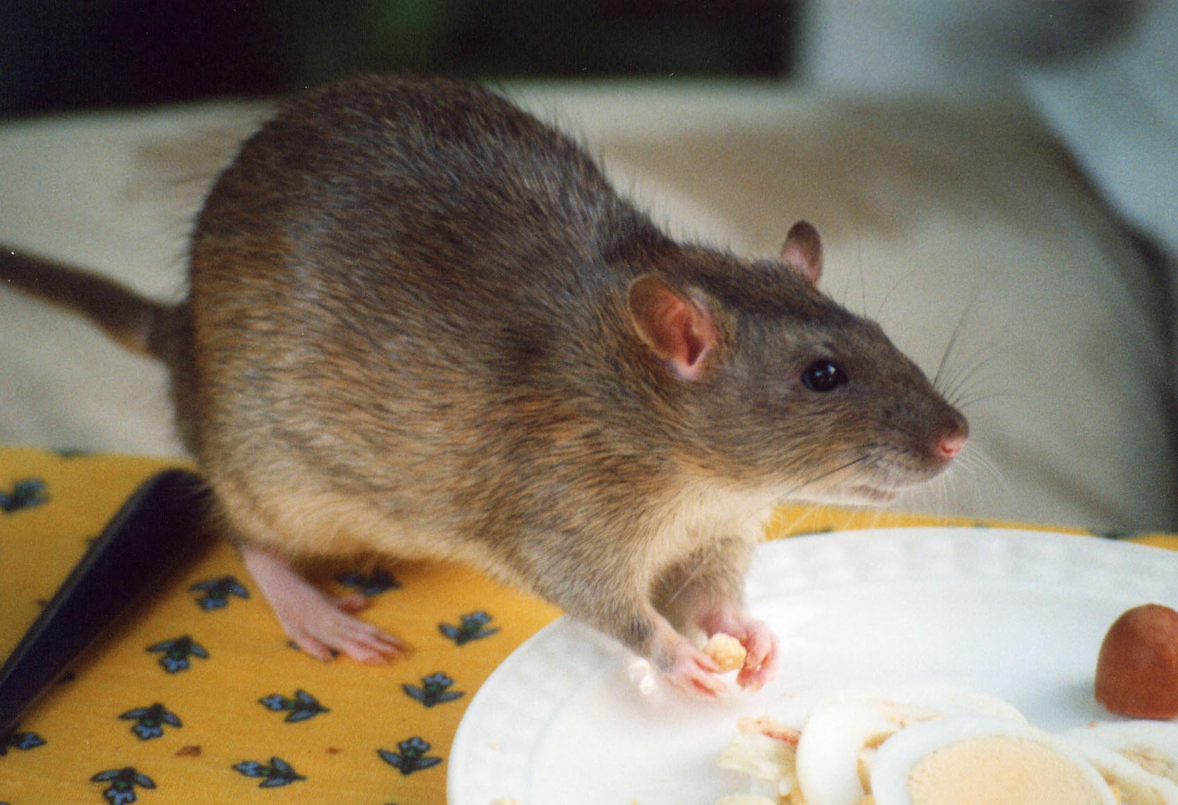 The Specialists - Rodent Control