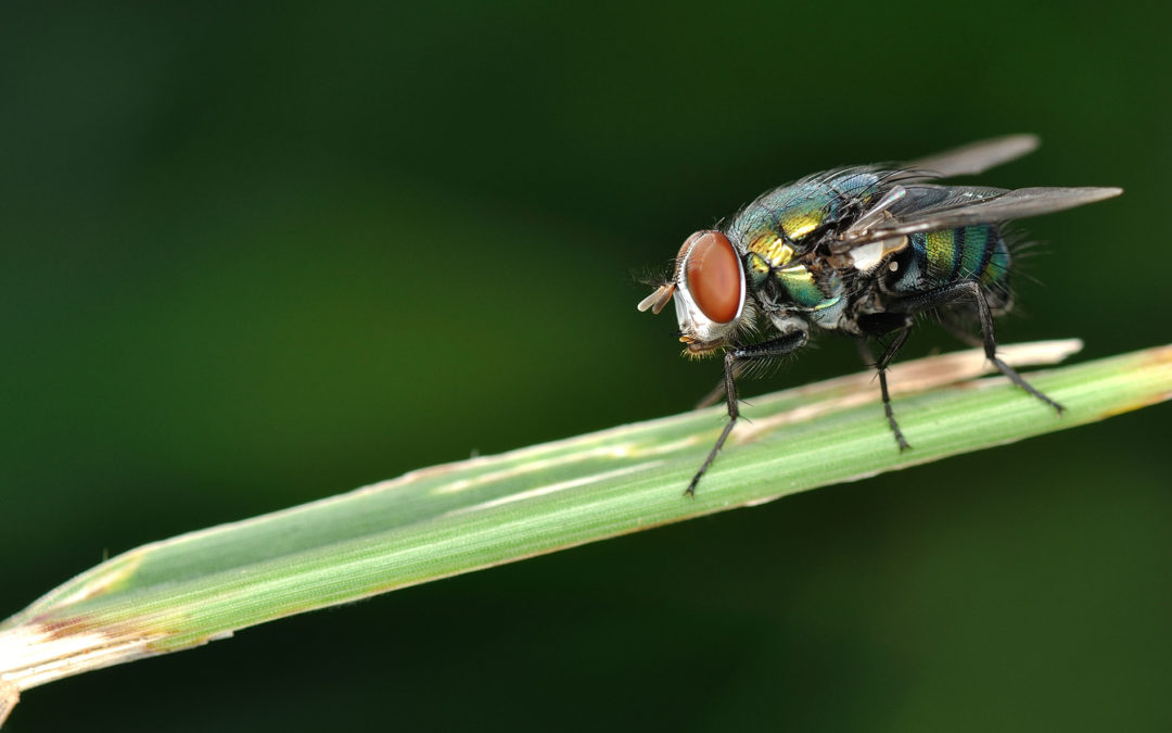 Bug Off: Why Flies Won’t Leave You Alone
