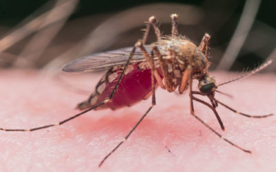 5 Reasons You May be a Magnet for Mosquitoes
