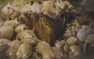 The 5 Shocking Dangers of Rats and Mice in Winter