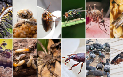 7 Weird Bug Facts That Will Give You the Heebie Jeebies