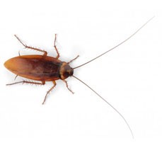 Drought Leads to a Major Increase in Cockroaches