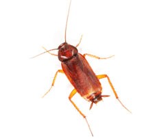 Drought Leads to a Major Increase in Cockroaches