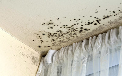 A Guide to Mould & Moisture Problems in Your Home