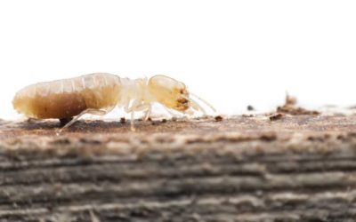 Don’t Ignore These 5 Telltale Signs of Termites