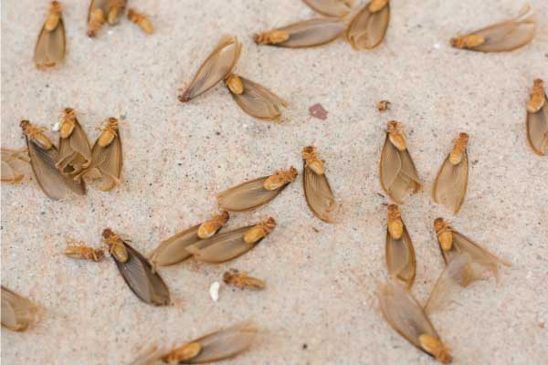 termite control