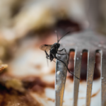 Top Pests Found in Food Industry