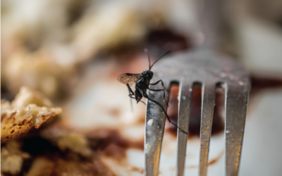 4 Pests Found in Food Manufacturing Facilities