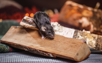 A Seasonal Guide to Winter Pest Problems