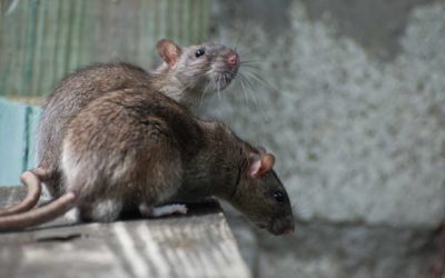 5 Common Hotspots for Rodent Infestations