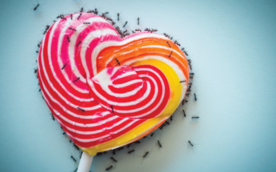 How Ant Infestations Start (And What to Do About It)