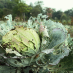 Crops destroyed by pests