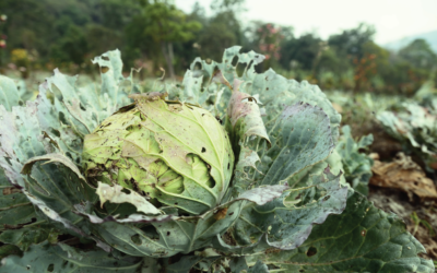 World Food Day: Fighting Pests for Food Security