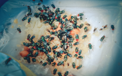 The Complete Guide to Commercial Fly Control