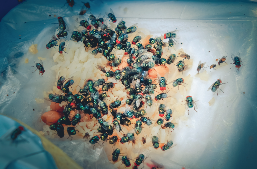 The Complete Guide to Commercial Fly Control