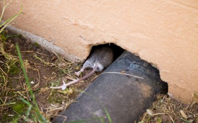 7 Areas in Your Facility That Could Be Harbouring Pests