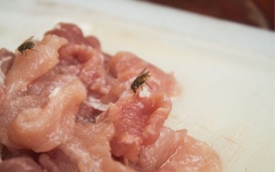 The Warning Signs of a Budding Fly Infestation