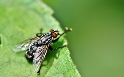 Pest Control Specialists