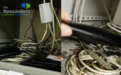 Cockroaches in the Workplace: An Uninvited Nuisance