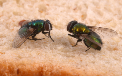 The Silent Threat: Protecting Your South African Food Business from Fly Infestations