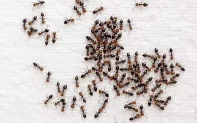 The Silent Threat: Why Ant Control Matters Even in Winter