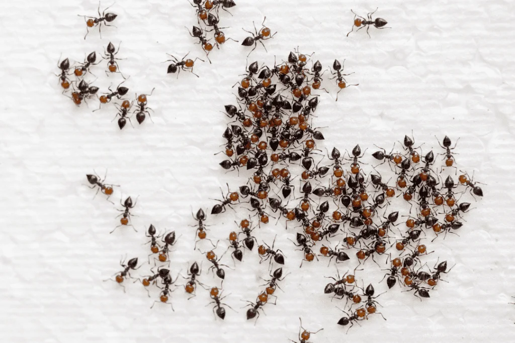 ant-control-services-thes-specialists