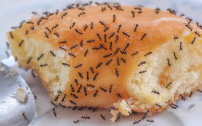 Winter Ants: The Hidden Infestation Threat to Your Business