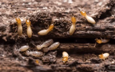 Signs of Termite Activity
