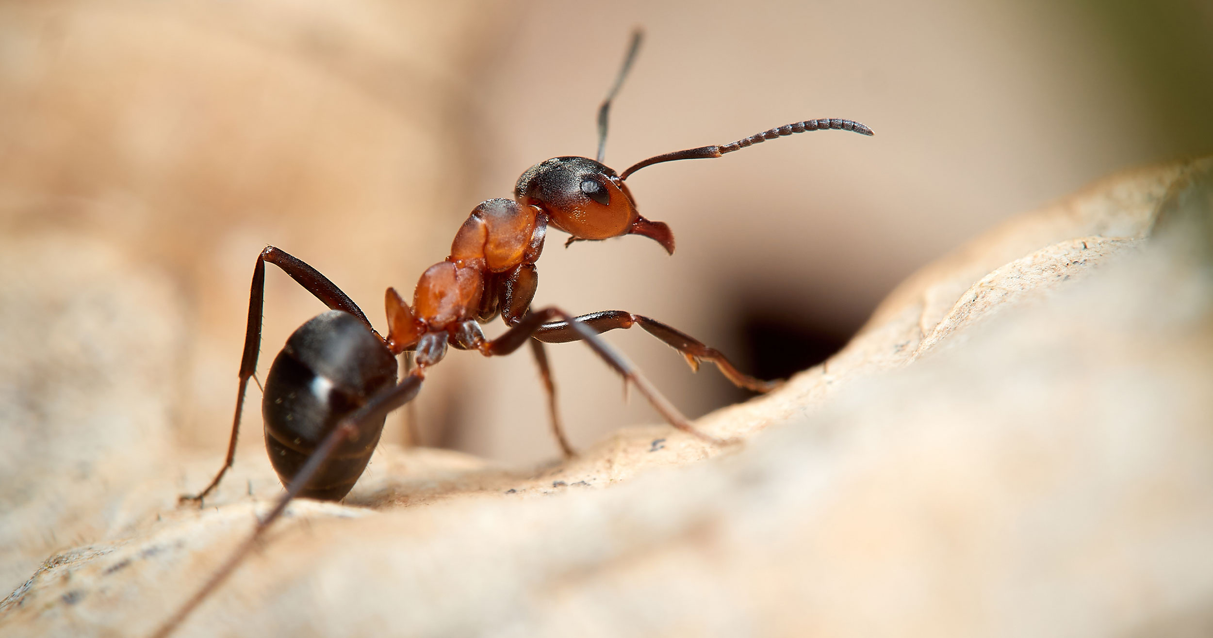 the specialists ant control