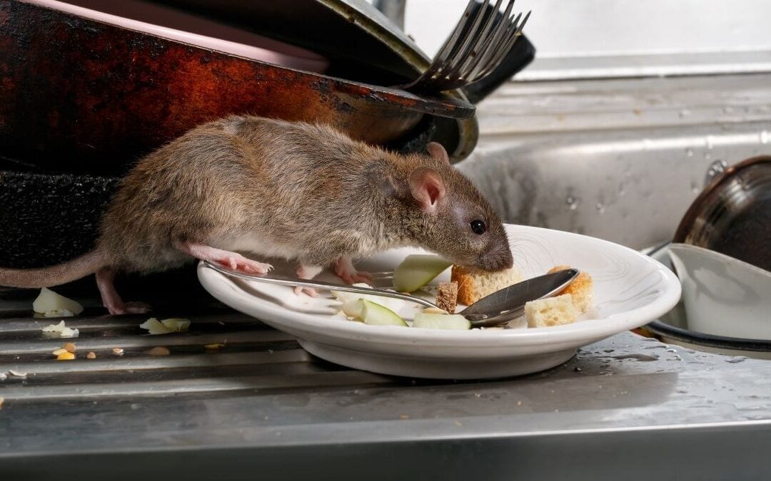 The Year-Round Threat of Rodents: Why Seasonal Thinking Isn’t Enough