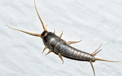 What Is That Silver Insect Scurrying Across Your Floor?